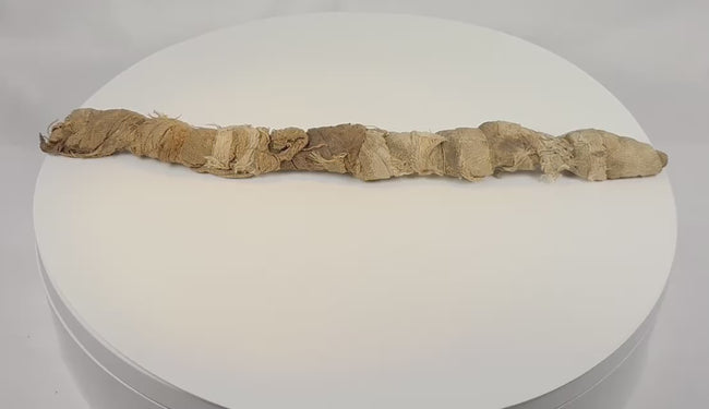 Video showing an ancient Egyptian mummified juvenile crocodile with original aged linen wrappings, preserved votive form, detailed surface views, and X-ray imagery confirming the crocodilian skeleton within.