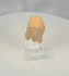 Video of an ancient Greek terracotta female head with a veiled hairstyle and archaeological surface deposits, circa 4th century BCE
