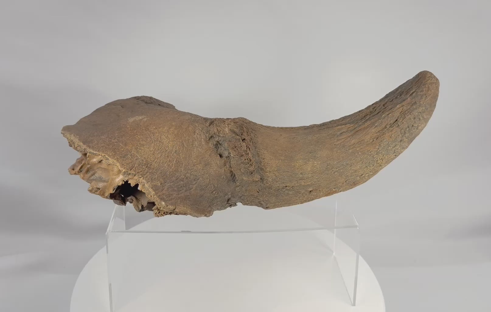 Prehistoric Pleistocene bison horn core and partial skull fossil in a 360-degree rotating video