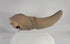 Prehistoric Pleistocene bison horn core and partial skull fossil in a 360-degree rotating video