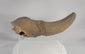 Prehistoric Pleistocene bison horn core and partial skull fossil in a 360-degree rotating video