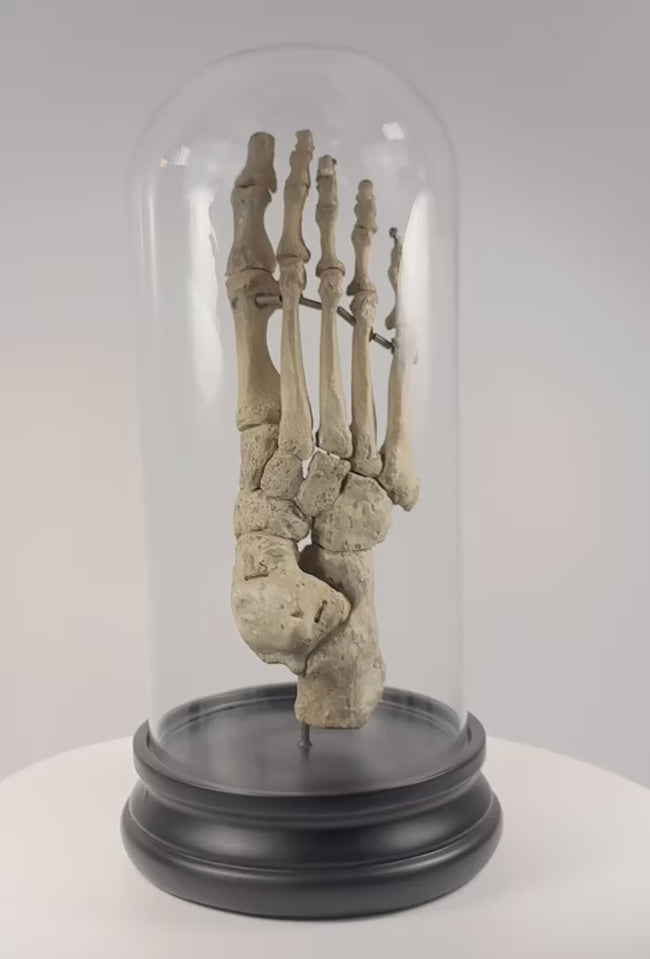 Rotating view of antique articulated human foot skeleton by Adam, Rouilly &amp; Co., London, showing foot and ankle anatomy, circa 1900–1930