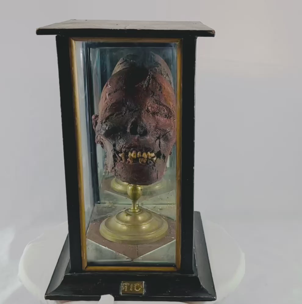 Rotating view of the 19th-century mummified head known as “TIC,” a genuine sideshow artifact featuring clay construction and real human teeth, mounted on a brass stand inside a glass and wood display case. Captures the relic’s preserved details and historical craftsmanship.