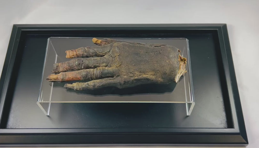 Close-up video of an authentic ancient Egyptian mummified hand (700–200 BCE), displayed on a clear acrylic stand, showcasing preserved skin and bone detail — verified artifact offered by Relic and Rarity.