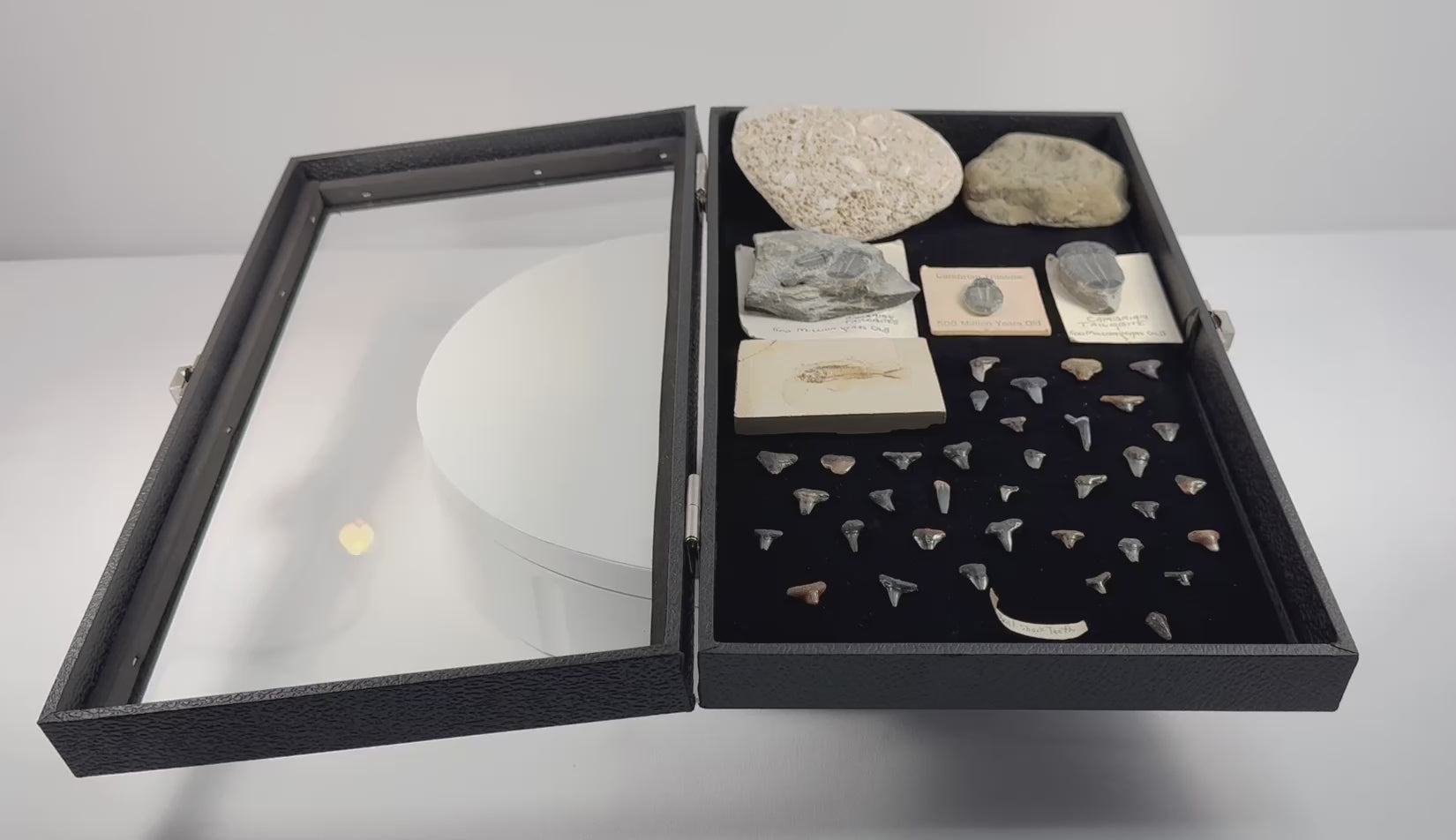Video showing the complete natural history collection with Cambrian trilobites, fossil fish, shark teeth, fossiliferous stones and a quarter-scale Brachiosaurus skull replica