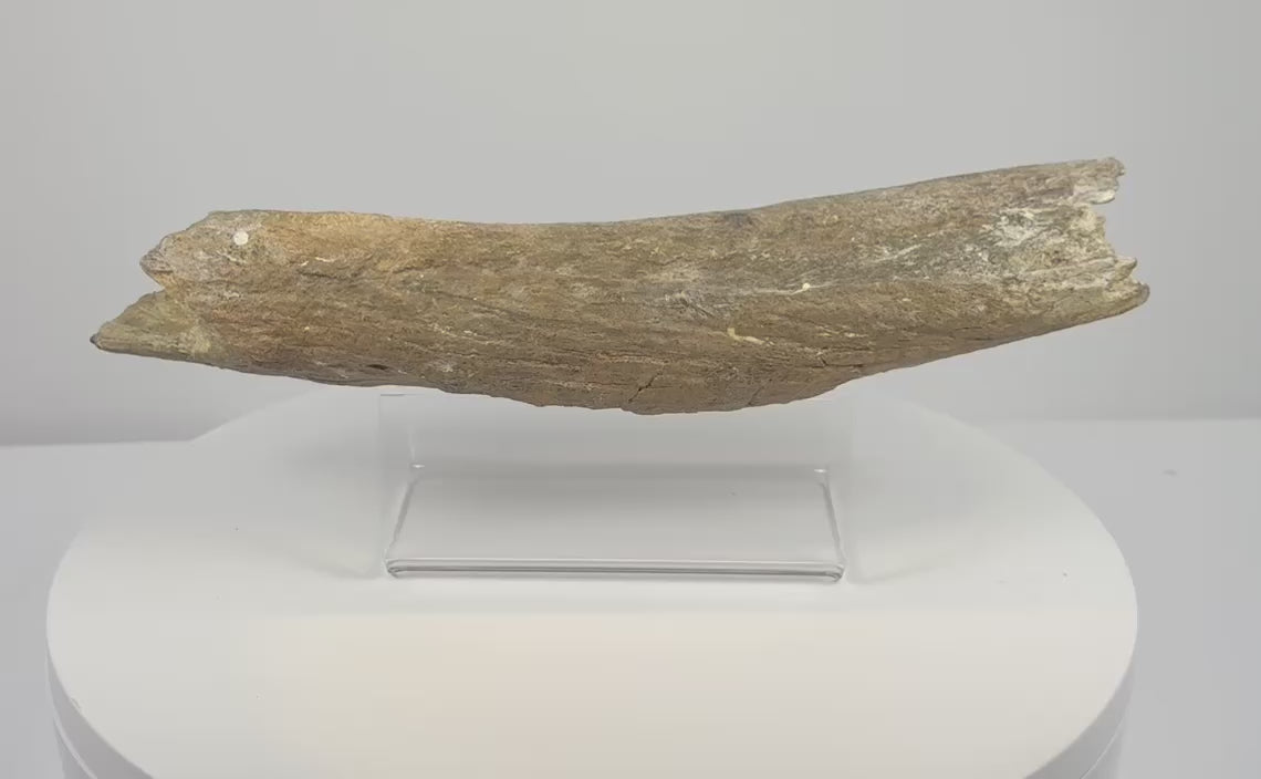 Video showcasing an elongated fossil bone fragment with brown-grey coloration, textured surfaces, visible cracks and irregular broken ends.