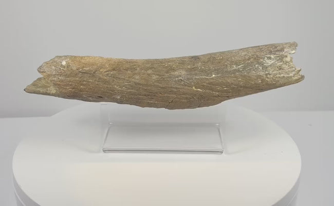 Video showcasing an elongated fossil bone fragment with brown-grey coloration, textured surfaces, visible cracks and irregular broken ends.