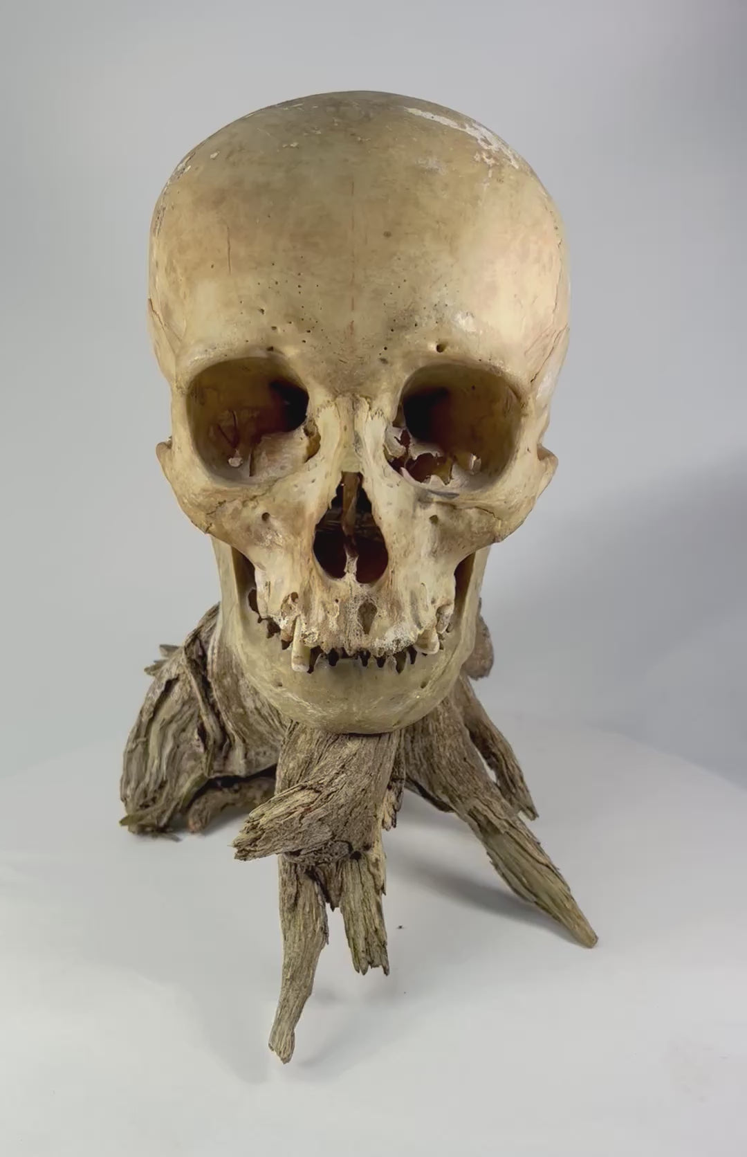 360-degree video showcasing an antique human skull mounted on a natural driftwood base, highlighting anatomical features, aged patina, and preservation quality — featured by Relic and Rarity.
