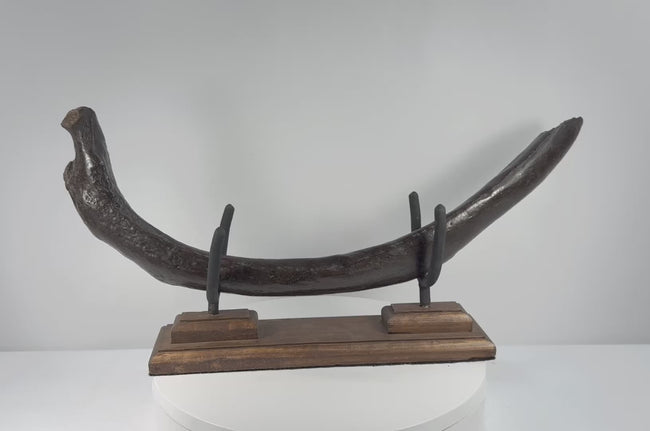 Rotating display of an Oligocene fossilized sirenian rib showing its curved form, mineralized surface and custom stand