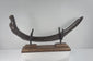 Rotating display of an Oligocene fossilized sirenian rib showing its curved form, mineralized surface and custom stand