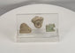 Rotating view of an ancient Mediterranean artifact collection featuring an Egyptian Hathor amulet, carved lion figurine, and Greco-Roman head fragment mounted in a custom acrylic display.