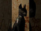 Video of Ancient Egyptian cat mummy X-rayed revealing internal remains and linen wrappings, featured by Relic and Rarity.