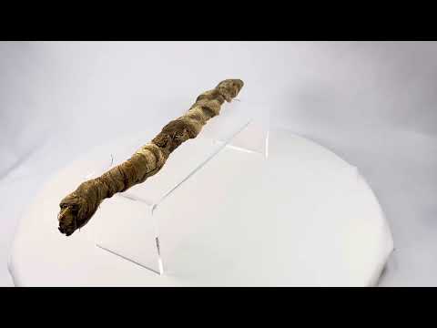 Mummified juvenile crocodile from Ancient Egypt, Late Period to Early Roman era, wrapped in linen as a votive offering to the god Sobek, displayed on a clear stand.