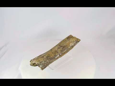 Fossilized theropod dinosaur bone from the Cretaceous Period, approximately 11 inches long, collected in Wyoming, USA, showing natural mineralization and preserved surface texture.