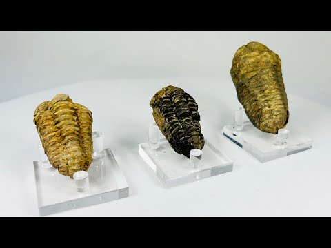 Collection of three fossilized trilobites dating to the Devonian period, approximately 400–359 million years ago; each specimen shows distinct ribbed exoskeleton segments and natural mineralization, displayed on clear acrylic stands, highlighting the diversity and preservation of these prehistoric marine arthropods.