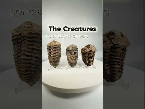 Collection of Three Fossil Trilobites | 400–359 million years ago