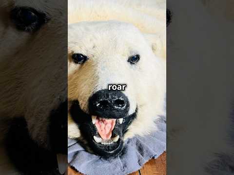 Video showing a rare early 20th-century Alaskan polar bear rug with open-mouth taxidermy head, highlighting facial detail, glass eyes, and restored condition.