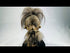 360-degree view of a modern replica Jivaroan shrunken head, showcasing detailed stitching, horse hair, and glass globe display