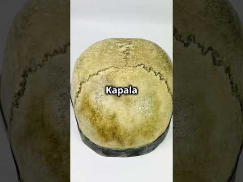 Video showcasing 19th-century Tibetan Kapala ritual skull cup with silver rim — authentic Buddhist ceremonial artifact symbolizing impermanence, featured by Relic and Rarity.