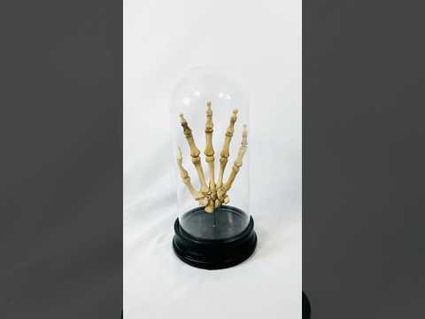 Short documentary-style video presenting an early 20th-century articulated human skeletal hand displayed under a glass dome, showing its form, construction, and historical medical context.