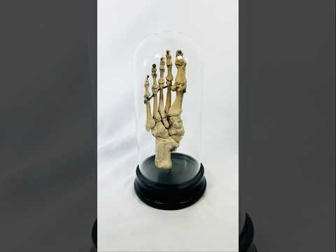 Early 20th-century articulated human foot skeleton prepared by Adam Rouilly & Co., displayed under a glass dome on a black base — historic medical specimen from London used for anatomical study.