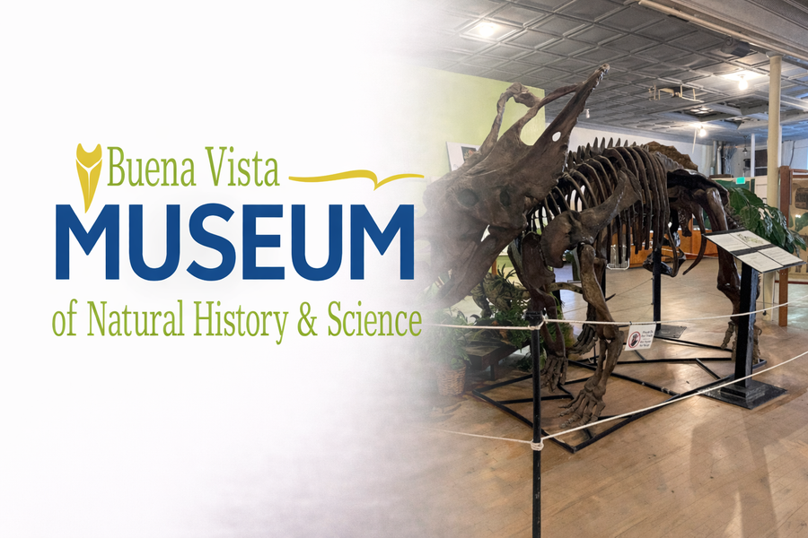 Triceratops dinosaur skeleton exhibit at the Buena Vista Museum of Natural History & Science displayed inside the museum gallery.
