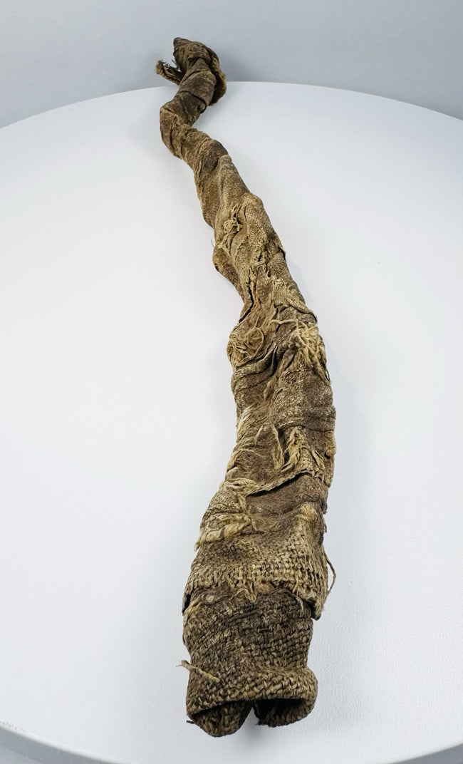 Sacred Sobek votive crocodile mummy from Egypt dating to the Late Period through Early Roman Period