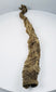 Sacred Sobek votive crocodile mummy from Egypt dating to the Late Period through Early Roman Period