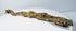 X-ray verified Egyptian juvenile crocodile mummy from an original matched pair of votive offerings