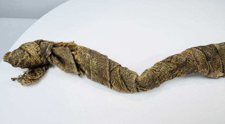 Mummified juvenile crocodile from ancient Egypt with elongated curved form and woven textile covering